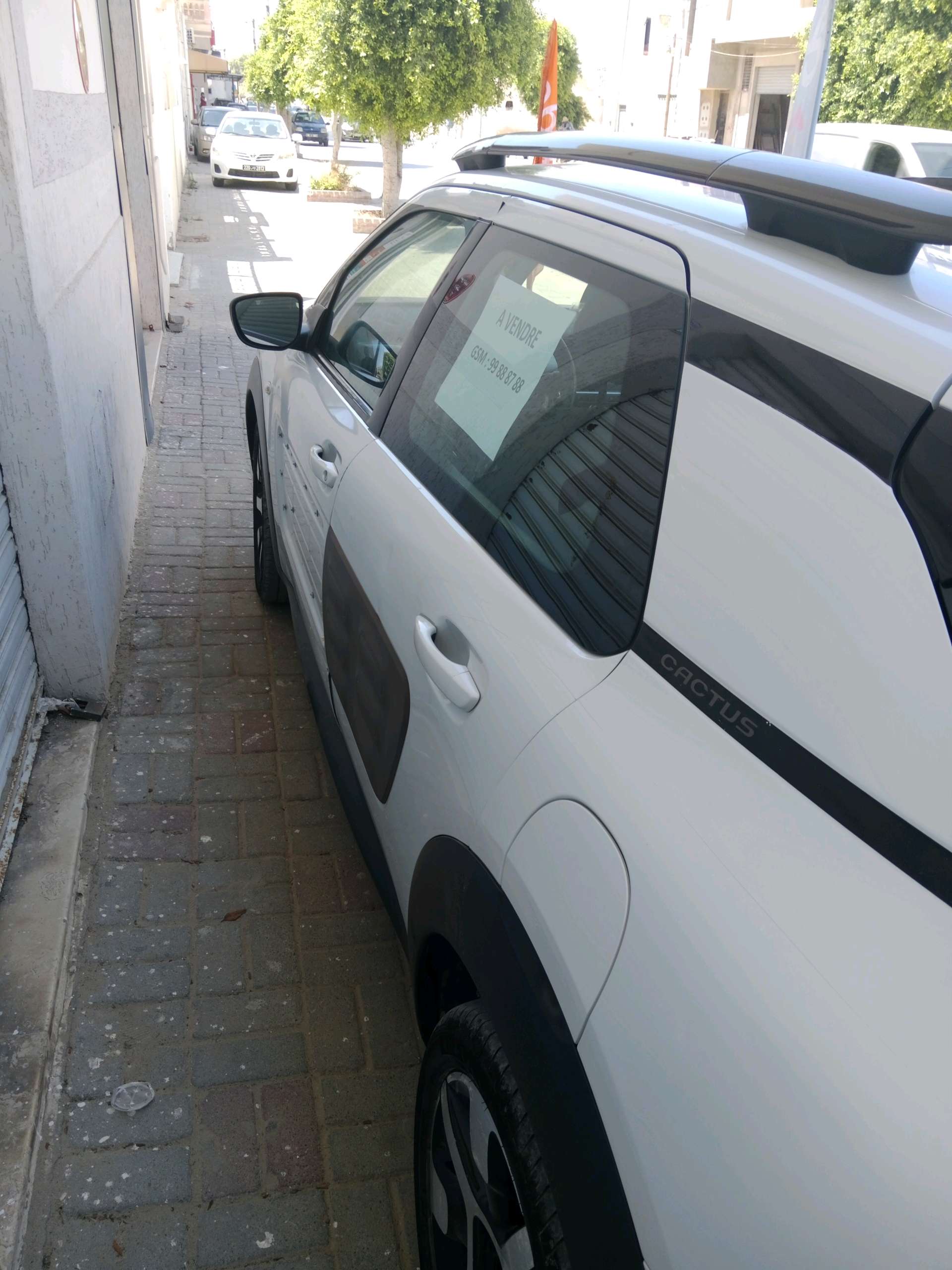 C4 cactus